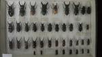 Boîte entomologique vitrée contenant 40 spécimens de coléoptères Lucanidae exotiques...