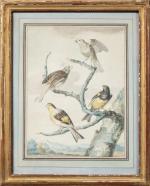 ECOLE HOLLANDAISE du début XIXème siècle
Quatre oiseaux sur une branche
Aquarelle...